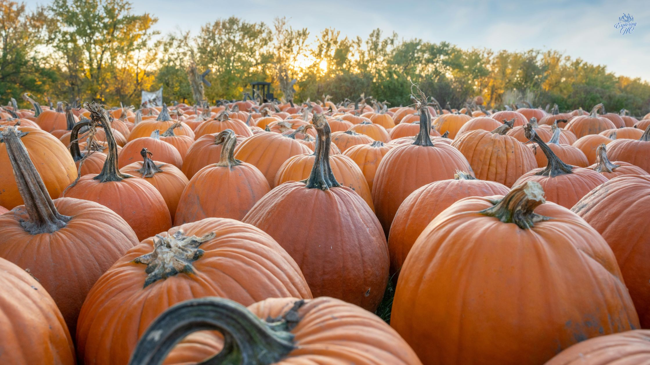 Best Pumpkin Patches Near Charlotte, NC